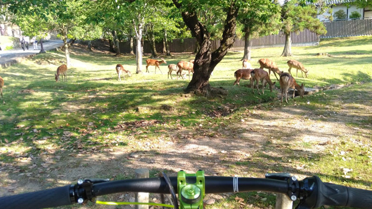 Herd of deer grazing in Nara Park - multiple deer visible eating grass