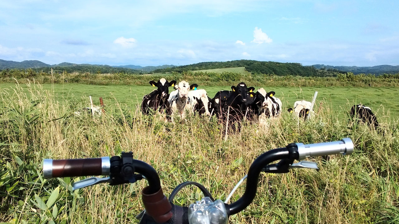 Cattle grazing in a Hokkaido pasture with mountains in background - typical rural scenery