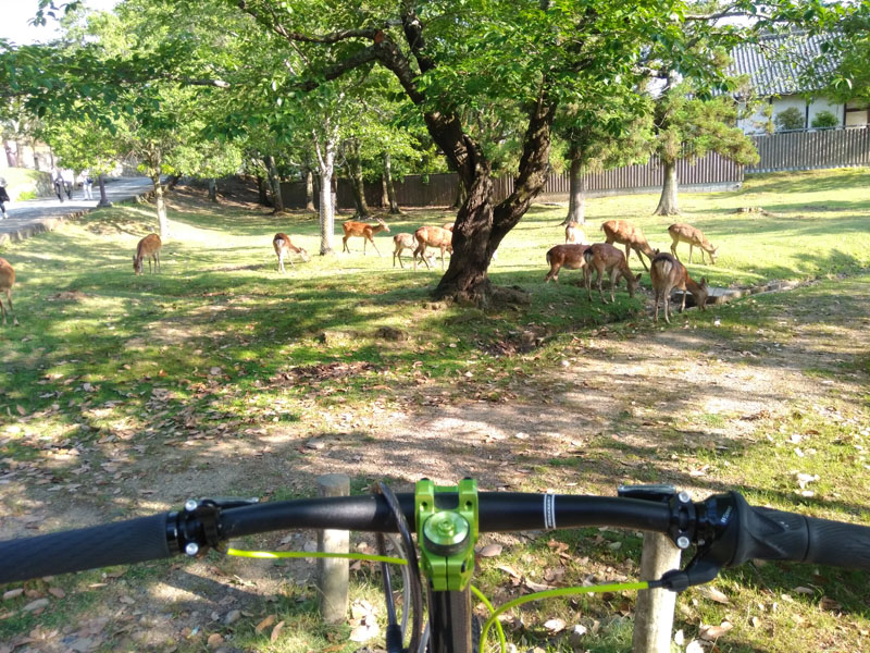 A herd of deer relaxing on a grassy field in Nara Park