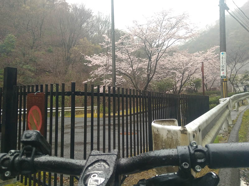 勝尾寺ふもとの桜