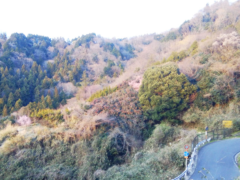 生駒の山