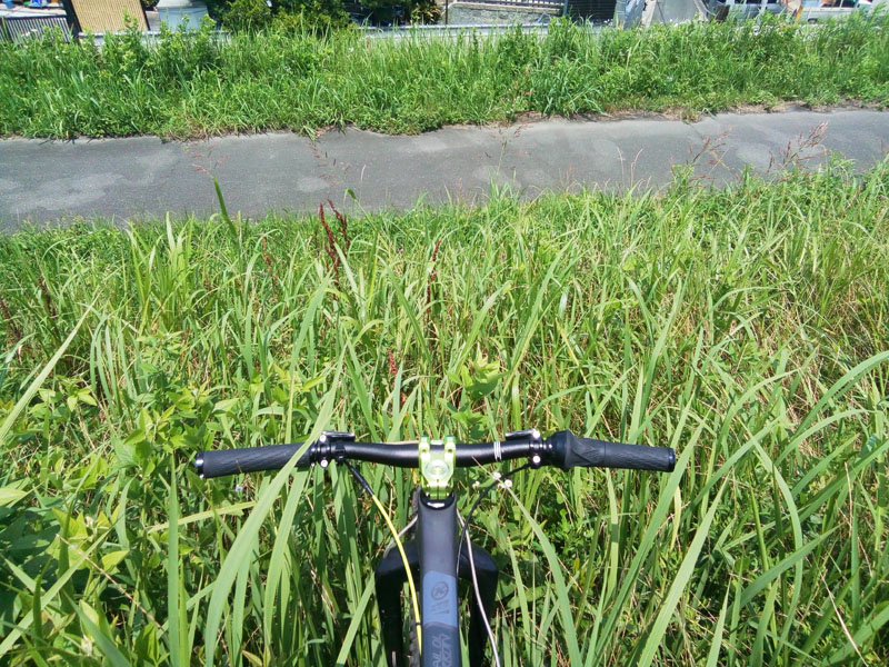 朝一ヤブコギ