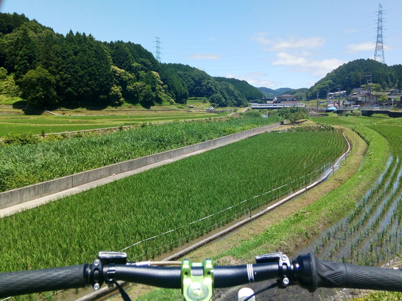 豊能の水田